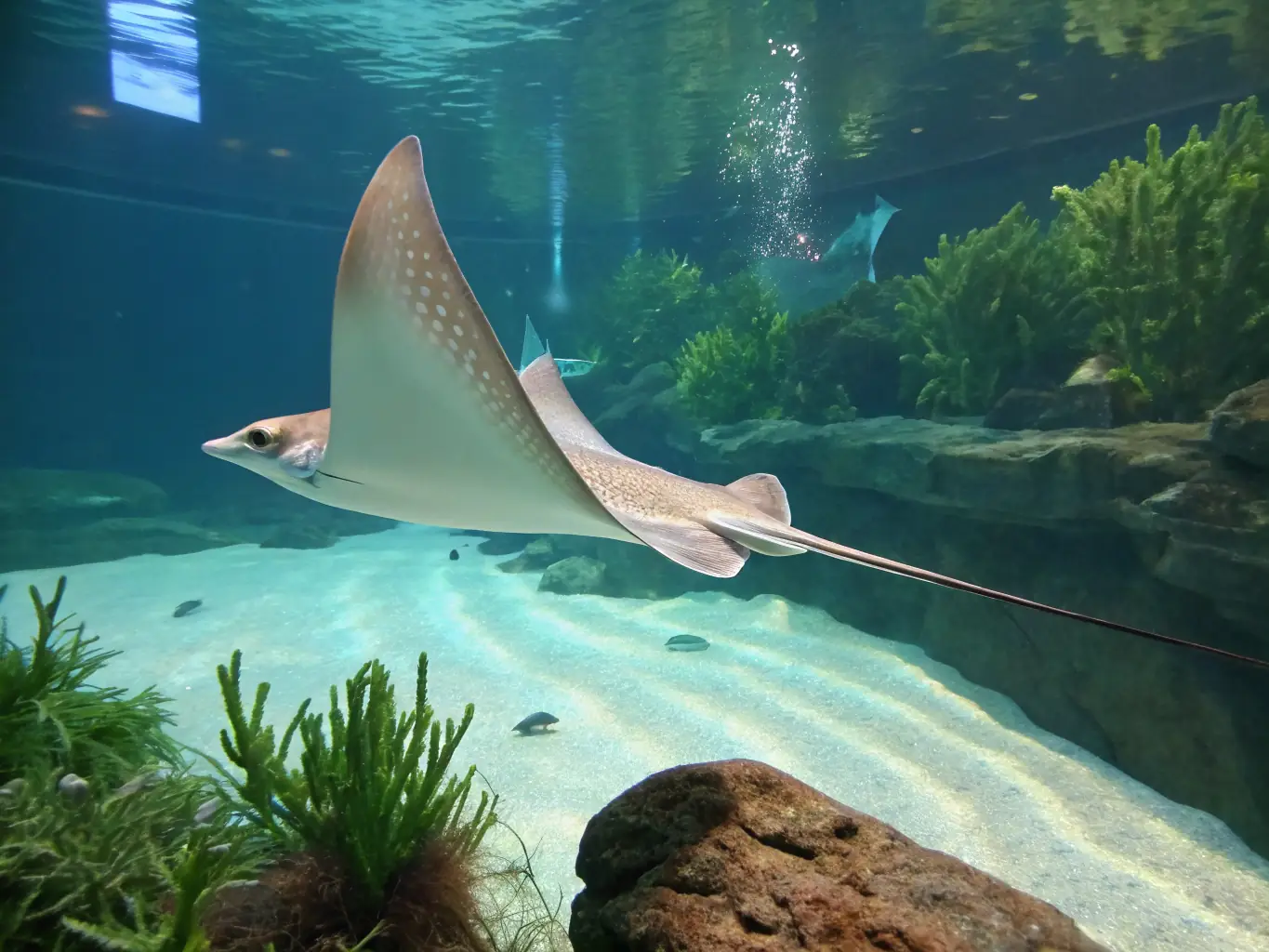 A visually appealing image of a Pearl Stingray gracefully swimming in a spacious aquarium, emphasizing its pearlescent sheen and elegant movements. The lighting should accentuate its natural beauty.