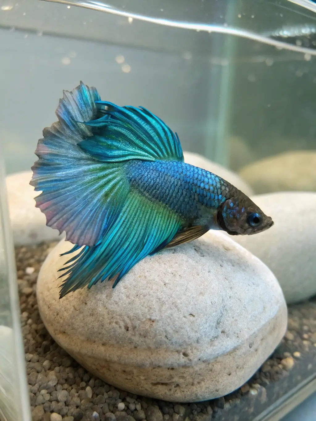 A detailed image of a Betta fish (Siamese Fighting Fish) with flowing fins and iridescent colors, displaying its unique personality and captivating presence in a small aquarium.