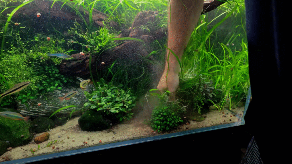 aquarium maintenance