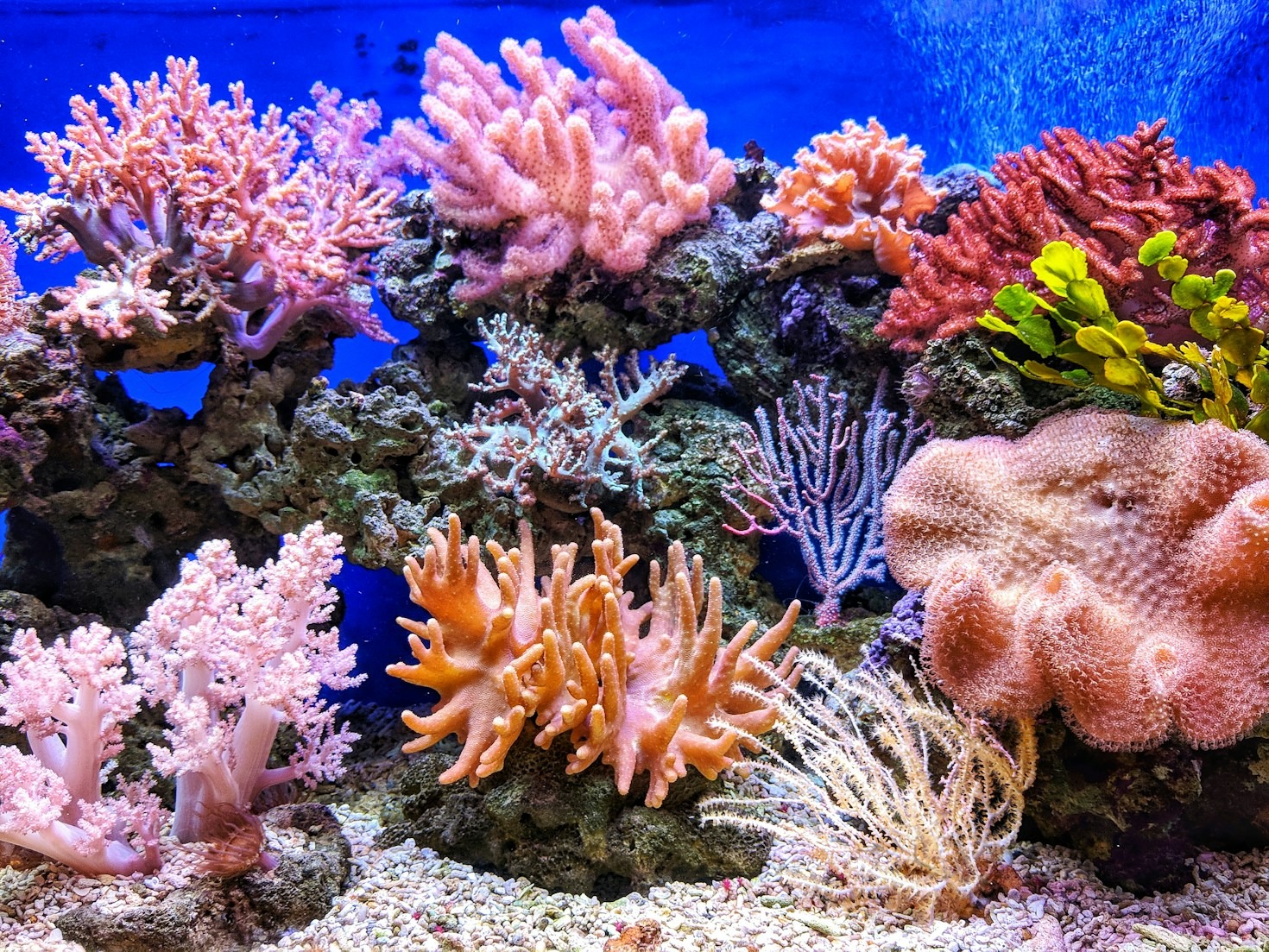 Step-by-Step Aquarium Cleaning Guide