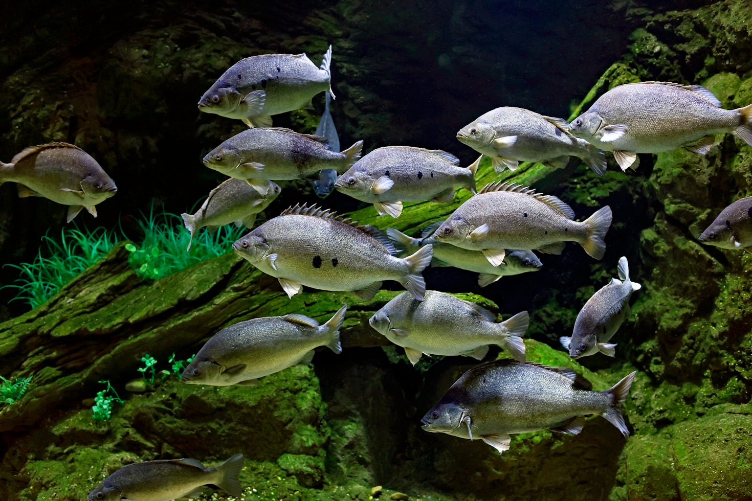 Balancing Water Chemistry for Thriving Fish
