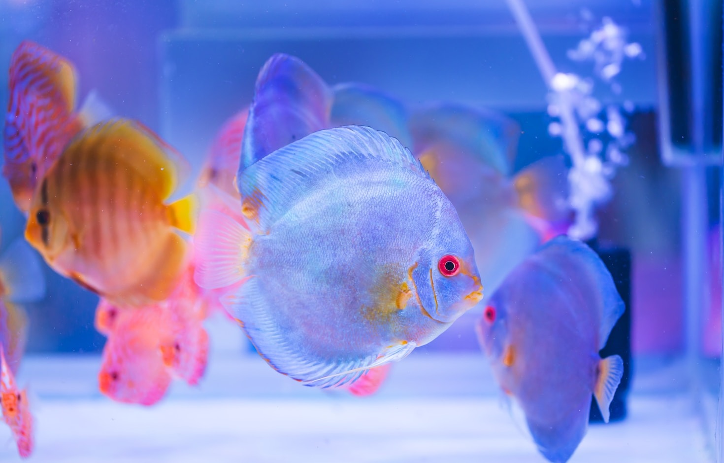 Seasonal Aquarium Maintenance Checklist