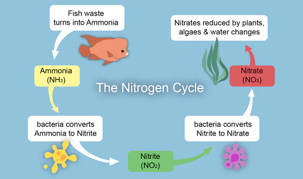nitrogen cycle simple